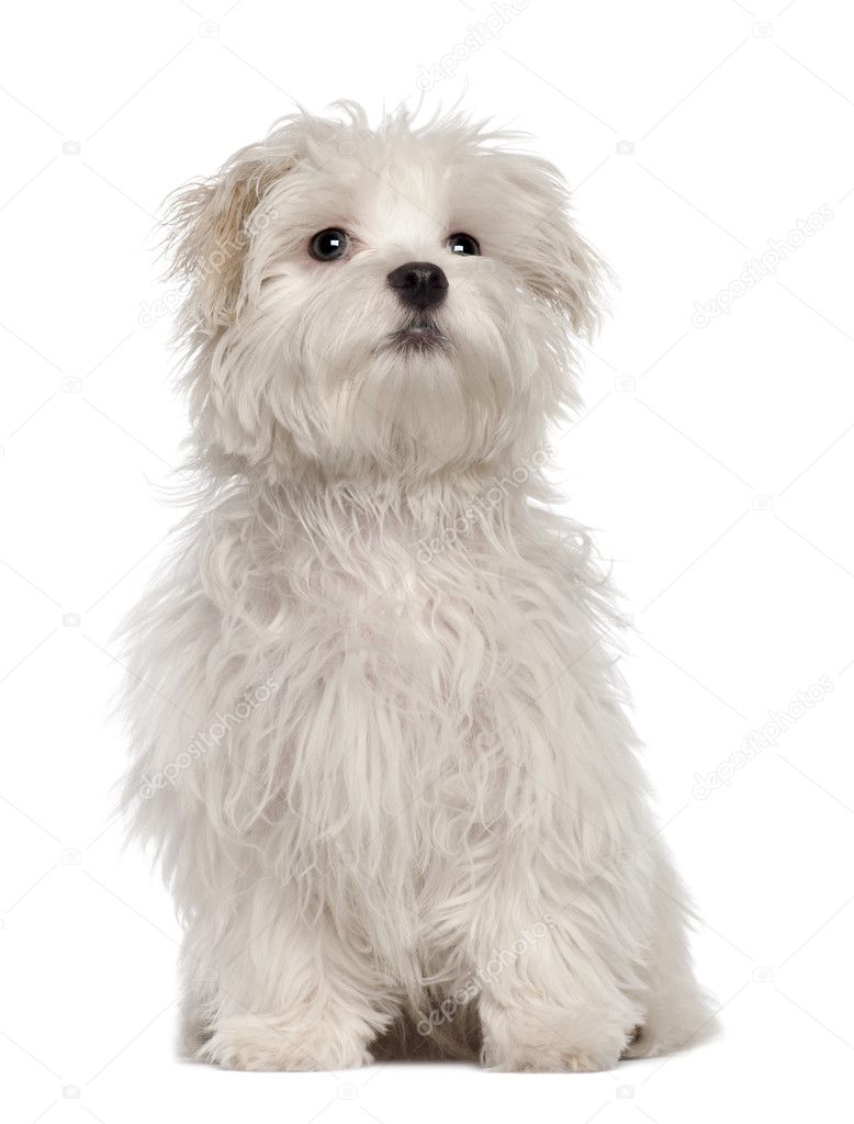 Maltese puppy, 5 months old, sitting in front of white background