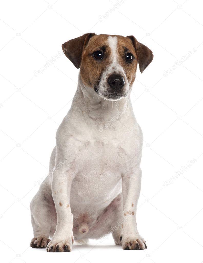 Portrait of Jack Russell Terrier, 1 year old, sitting in front of white background