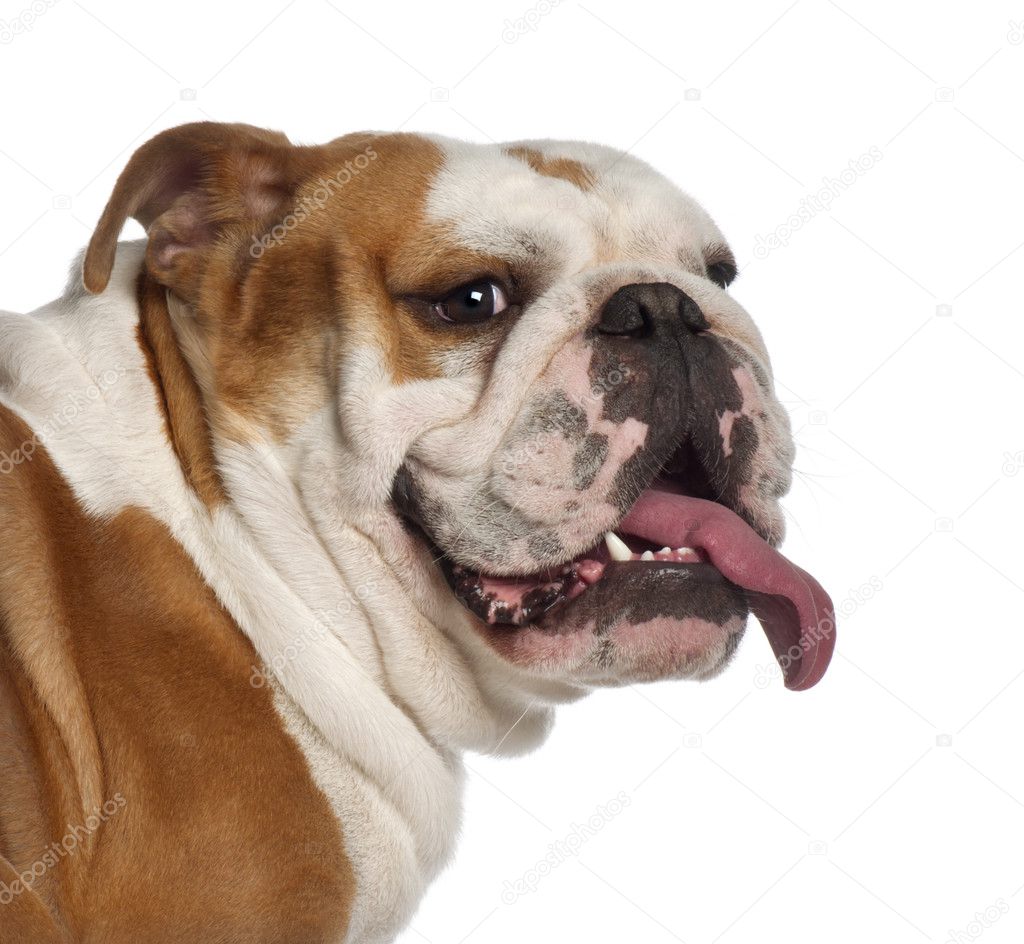 Portrait of English Bulldog, 20 months old, in front of white background
