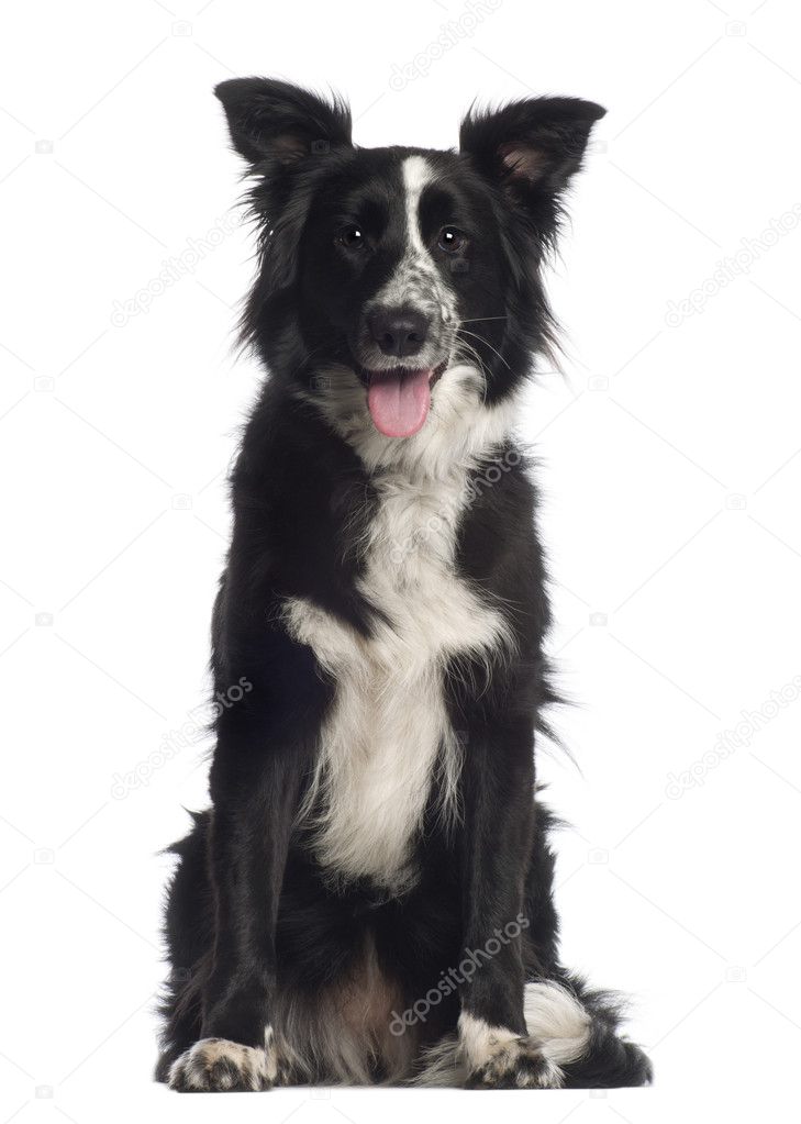 Portrait of Border Collie, 1 year old, sitting in front of white background