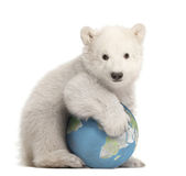 Polar bear cub, Ursus maritimus, 3 months old, with globe sitting against white background