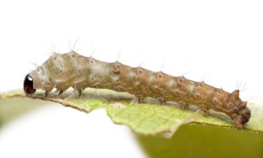 ipekböceği larva, beyaz arka plan Bombiks mori