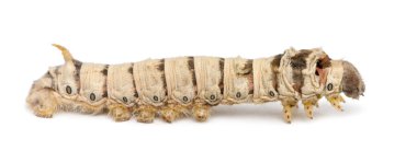 ipekböceği larva, beyaz arka plan Bombiks mori