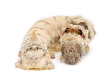 Silkworm larvae, Bombyx mori, against white background clipart