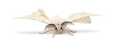 Domesticated Silkmoth, Bombyx mori, against white background clipart