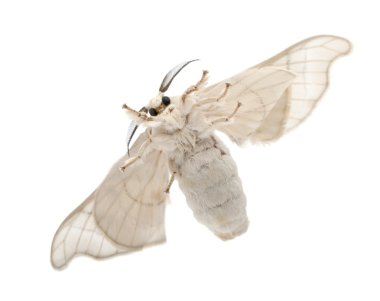 Domesticated Silkmoth, Bombyx mori, underside view against white background clipart