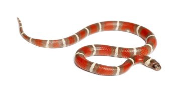 Milk Snake, Lampropeltis triangulum nelsoni, against white background clipart