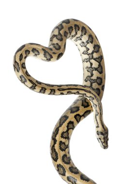 Python, morelia spilota variegata karşı beyaz arka planı kapat