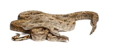 Two Common Northern Boas, Boa constrictor imperator, from Hog Island, Honduras, Central America, against white background clipart