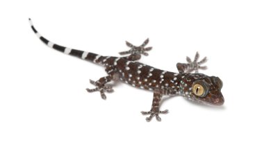 Tokay gecko, gekko gecko, beyaz arka planı portre