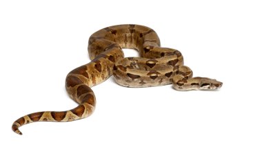 Common Northern Boa, Boa constrictor imperator, against white background clipart