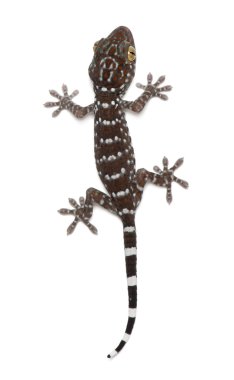 Tokay Gecko, Gekko gecko, beyaz arka plana karşı