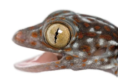 Tokay gecko, gekko gecko, kapatmak karşı beyaz arka plan