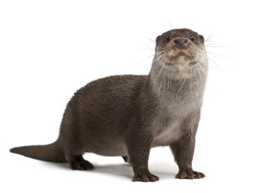 European Otter, Lutra lutra, 6 years old, against white background clipart