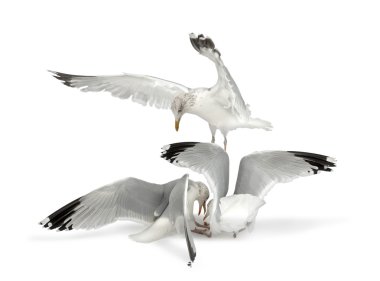 European Herring Gulls, Larus argentatus clipart