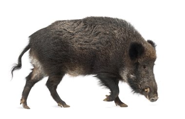 Wild boar, also wild pig, Sus scrofa, 15 years old, portrait standing against white background clipart