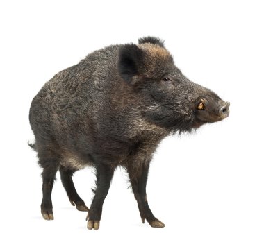 yaban domuzu, yaban domuzu da, sus scrofa, 15 yaşında, beyaz arka planı ayakta portre