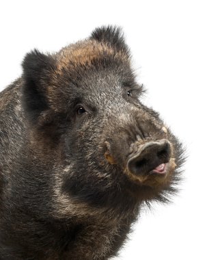 yaban domuzu, yaban domuzu da, sus scrofa, 15 yaşında, beyaz arka planı portre yakından