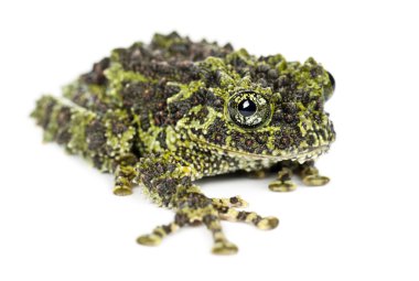 Mossy Frog, Theloderma corticale clipart