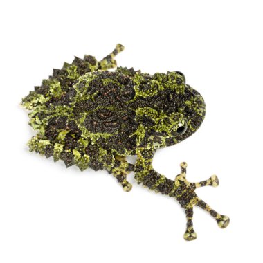 Mossy Frog, Theloderma corticale clipart