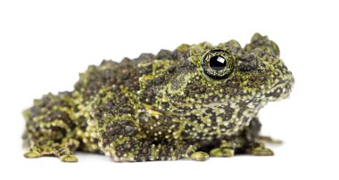 Mossy Frog clipart