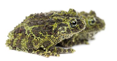 Mossy Frog clipart