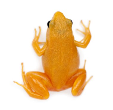 Gouden mantella, mantella aurantiaca, tegen witte achtergrond