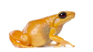 Gouden mantella, mantella aurantiaca, tegen witte achtergrond