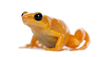 Gouden mantella, mantella aurantiaca, tegen witte achtergrond