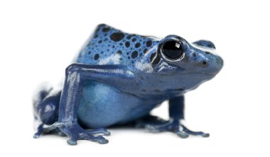 Blue and Black Poison Dart Frog clipart