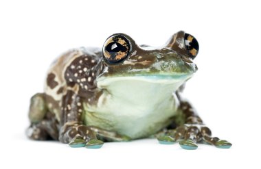 Amazon Milk Frog clipart