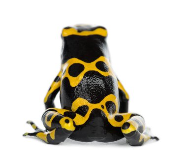 Rear view of a Yellow-Banded Poison Dart Frog, also known as a Yellow-Headed Poison Dart Frog and Bumblebee Poison Frog, Dendrobates leucomelas, against white background clipart