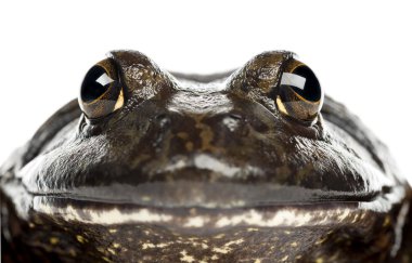 American bullfrog or bullfrog, Rana catesbeiana, portrait and close up against white background clipart