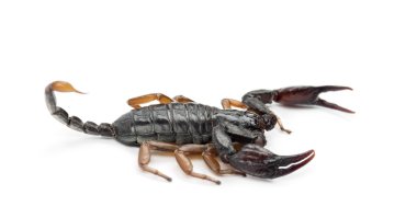 Avrupa Sarı kuyruklu Akrep, euscorpius flavicaudis