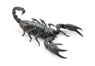 Emperor Scorpion clipart
