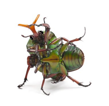 Mating Flamboyant Flower Beetles or Striped Love Beetle, Eudicella gralli hubini clipart