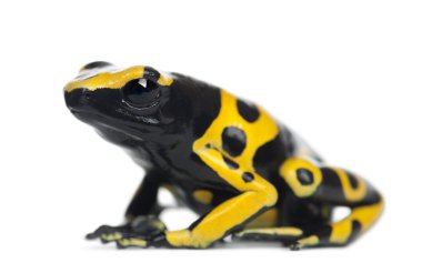 Yellow-Banded Poison Dart Frog, also known as a Yellow-Headed Poison Dart Frog and Bumblebee Poison Frog, Dendrobates leucomelas clipart
