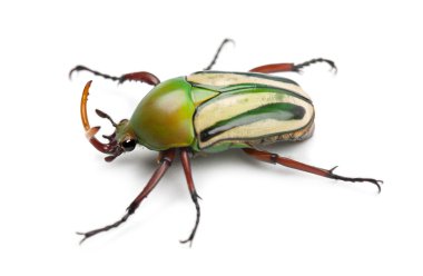 Mating Flamboyant Flower Beetles or Striped Love Beetle, Eudicella gralli hubini clipart