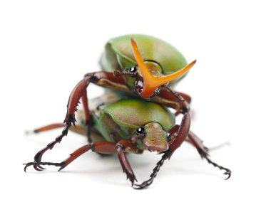 gösterişli çiçek böcek veya dizili aşk böceği, eudicella gralli hubini çiftleşme