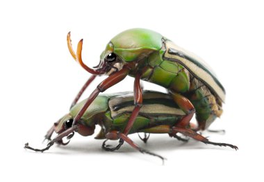 Mating Flamboyant Flower Beetles or Striped Love Beetle, Eudicella gralli hubini clipart