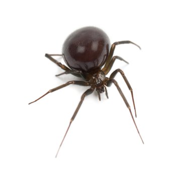 Common House Spider, Parasteatoda tepidariorum, against white background clipart