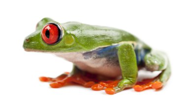 Kırmızı treefrog, amfibi callidryas