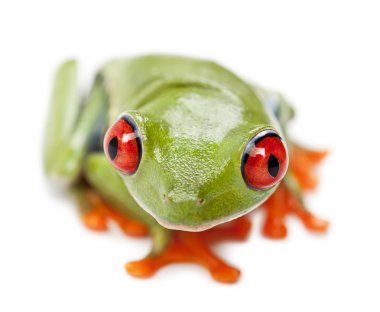 Kırmızı treefrog, amfibi callidryas