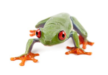 Kırmızı treefrog, amfibi callidryas