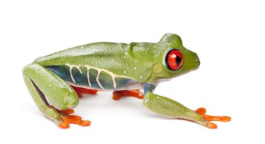 Kırmızı treefrog, amfibi callidryas