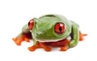 Kırmızı treefrog, amfibi callidryas