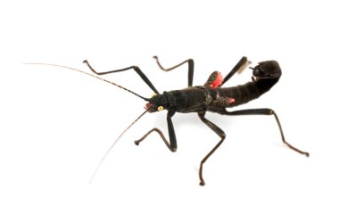 Golden-eyed Stick Insect, Peruphasma schultei, a species of stick insect clipart