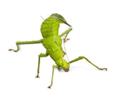 Adult Female Malayan Jungle Nymph, Heteropteryx dilatata clipart