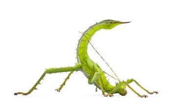 Adult Female Malayan Jungle Nymph, Heteropteryx dilatata, agains clipart