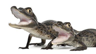 Spectacled Caimans, Caiman crocodilus, also known as a the White Caiman or Common Caiman, 2 months old, close up against white background clipart